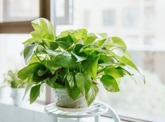 cum ingrijim planta Pothos